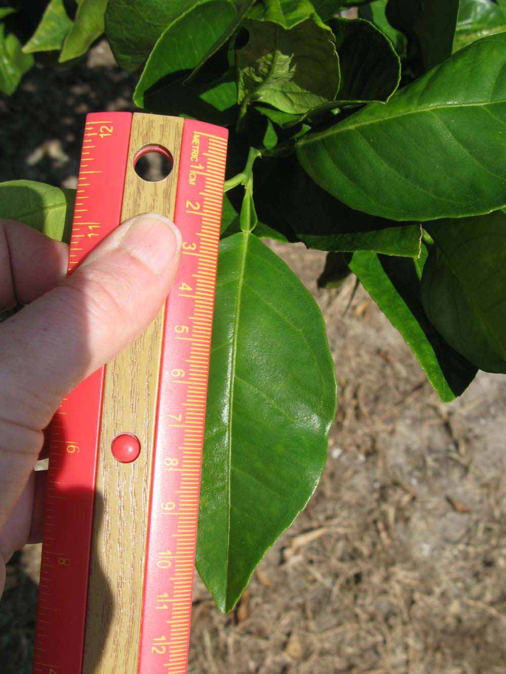              Unifoliolate leaf (Winter Haven, FL)       